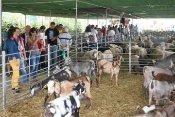 Más de 900 animales en la Feria de Ganado de Gran Canaria (Foto TA)